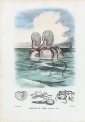 Nautilus di carta, 1863-79
